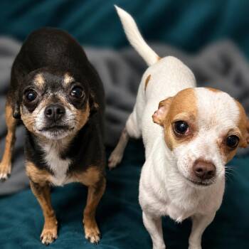Ringo (bonded w/Gizmo) -  Chihuahua Dog for Adoption in Hudson, Illinois - Ringo (bonded W/Gizmo) | PetCurious