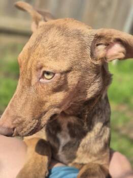 Rescue Terrier and Shepherd Dogs for Adoption in Dover, Arkansas - Pepsi | PetCurious