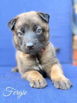 Fergie -  Belgian Shepherd Malinois and German Shepherd Dog Dog for Adoption in Pleasant Hill, California - Fergie | PetCurious