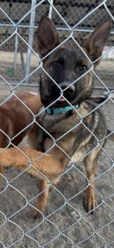 Mary -  Belgian Shepherd Malinois and German Shepherd Dog Dog for Adoption in Incline Village, Nevada - Mary | PetCurious