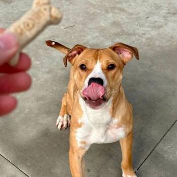 Cloud -  Pit Bull Terrier and Mixed Breed Dog for Adoption in Matteson, Illinois - Cloud | PetCurious