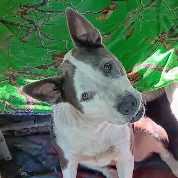 Karma -  Mixed Breed Dog for Adoption in Columbus, Georgia - Karma | PetCurious
