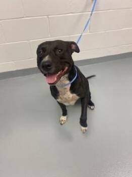 Pit Bull Terrier Dogs Available for Adoption in St. Cloud, Florida - JAX | PetCurious