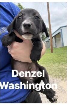 Denzel Washington -  Labrador Retriever and Terrier Dog Available for Adoption in Randolph, Massachusetts - Denzel Washington | PetCurious