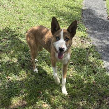 Ari -  Husky and Australian Shepherd Dog for Adoption in Valdosta, Georgia - Ari | PetCurious