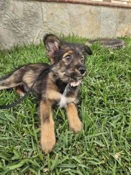 Terrier Dogs Available for Adoption - Ginger | PetCurious