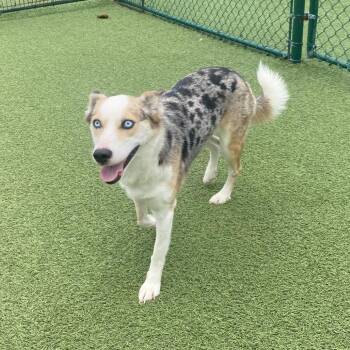 Selan 7716 -  Cattle Dog and Mixed Breed Dog for Adoption in Loxahatchee Groves, Florida - Selan 7716 | PetCurious