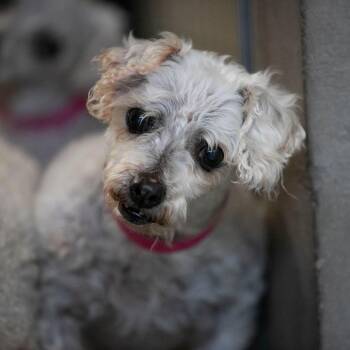 Bichon Frise Dogs Available for Adoption in Peyton, Colorado - Tina (AP26-69) | PetCurious