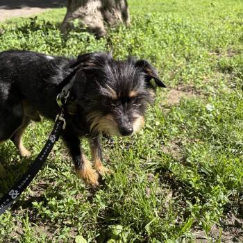 Terrier Dogs Available for Adoption in New York, New York - Boots | PetCurious