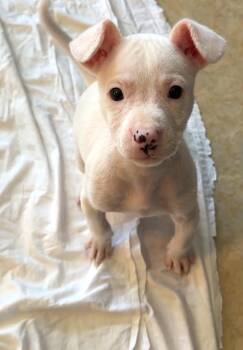 Chihuahua Dogs Available for Adoption in Boca Raton, Florida - Jacob 0730 | PetCurious