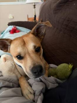 Blake-in a foster home -  Shepherd and Mixed Breed Dog for Adoption in South Bend, Indiana - Blake-in A Foster Home | PetCurious