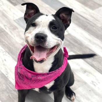Pit Bull Terrier Dogs Available for Adoption in Lufkin, Texas - Penny | PetCurious