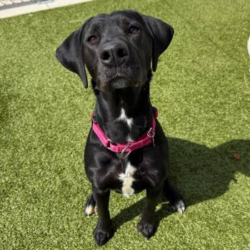 Bailey -  Black Labrador Retriever Dog Available for Adoption in Cody, Wyoming - Bailey | PetCurious