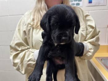 CHANDLER BING -  Black Mouth Cur and Mixed Breed Dog for Adoption in Colorado Springs, Colorado - CHANDLER BING | PetCurious