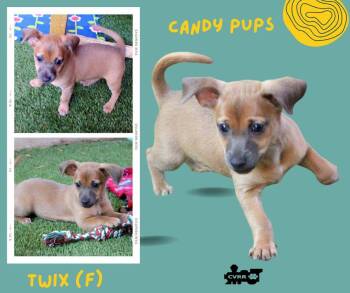 Twix (Puppy) -  Terrier Dog for Adoption in Lindsay, California - Twix (Puppy) | PetCurious