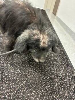 Taz Yrly 419 -  Shih Tzu Dog for Adoption in Sidney, Ohio - Taz Yrly 419 | PetCurious