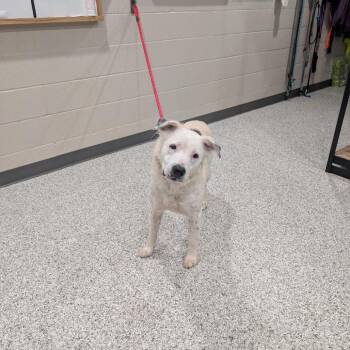 Moon Pie -  Pit Bull Terrier and Australian Shepherd Dog for Adoption in Smithville, Tennessee - Moon Pie | PetCurious