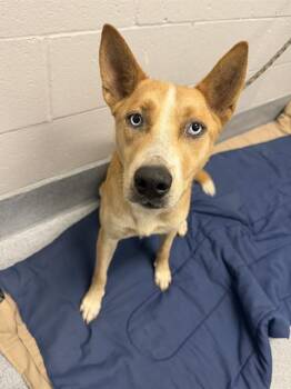 LOUIS -  German Shepherd Dog Dog for Adoption in Indianapolis, Indiana - LOUIS | PetCurious