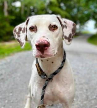 Pixel -  Dalmatian Dog for Adoption in Waverly, Tennessee - Pixel | PetCurious