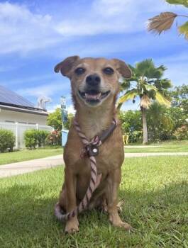 Luna -  Terrier and Mixed Breed Dog for Adoption in Honolulu, Hawaii - Luna | PetCurious