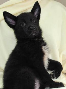 Basil 43874 -  Shepherd Dog for Adoption in Prattville, Alabama - Basil 43874 | PetCurious