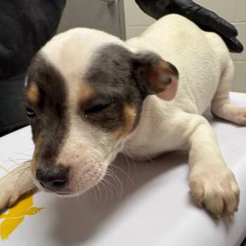 Mixed Breed Dogs Available for Adoption in Lufkin, Texas - Andre | PetCurious