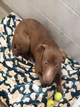 Pit Bull Terrier and Labrador Retriever Dogs Available for Adoption - CHEESECAKE | PetCurious