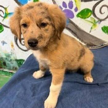 Australian Cattle Dog Blue Heeler and Australian Shepherd Dogs Available for Adoption in Hattiesburg, Mississippi - Gina | PetCurious