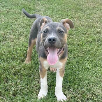 Huckleberry -  American Bully Dog for Adoption in Glocester, Rhode Island - Huckleberry | PetCurious