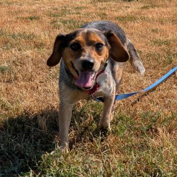 Bebe -  Beagle and Australian Cattle Dog Blue Heeler Dog for Adoption in Nowata, Oklahoma - Bebe | PetCurious