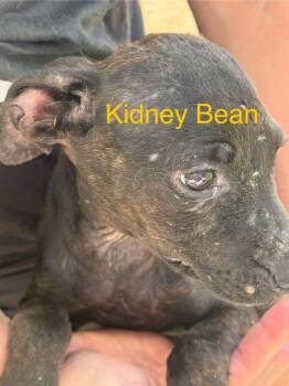 Kidney Bean -  Shepherd Dog for Adoption in Saint Francisville, Louisiana - Kidney Bean | PetCurious