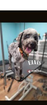 Elvis -  Bernese Mountain Dog and Poodle Dog for Adoption in Council Bluffs, Iowa - Elvis | PetCurious