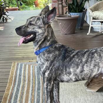 Rescue Dutch Shepherd and Mixed Breed Dogs for Adoption in Wadena, Minnesota - Garrett | PetCurious