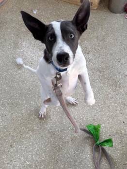 Jasper -  Australian Cattle Dog Blue Heeler Dog for Adoption in Kalamazoo, Michigan - Jasper | PetCurious