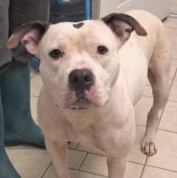 American Staffordshire Terrier Dogs Available for Adoption in Hollister, Missouri - Penelope | PetCurious