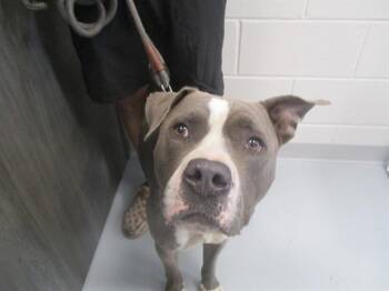 A383680 -  Staffordshire Bull Terrier Dog for Adoption in Ocala, Florida - A383680 | PetCurious