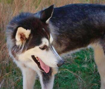 Shadow -  Husky Dog for Adoption in Kingman, Arizona - Shadow | PetCurious
