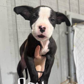 Labrador Retriever and Staffordshire Bull Terrier Dogs Available for Adoption in Amory, Mississippi - Gravy 032304A | PetCurious