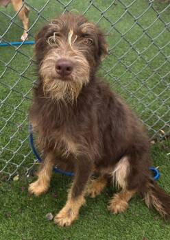 VERSE -  Mixed Breed Dog for Adoption in Columbia, South Carolina - VERSE | PetCurious