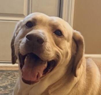 Mac 14 -  Yellow Labrador Retriever Dog for Adoption in Killingworth, Connecticut - Mac 14 | PetCurious