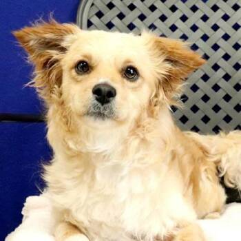 Corgi and Chihuahua Dogs Available for Adoption in Midland, Texas - Scott | PetCurious