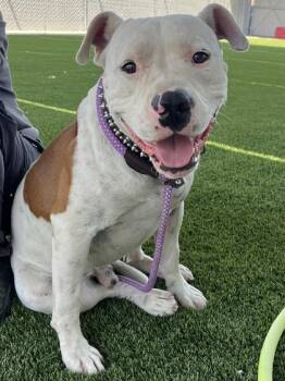 Subzero -  Pit Bull Terrier and Mixed Breed Dog for Adoption in Fresno, California - Subzero | PetCurious