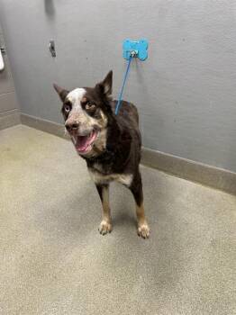 Husky and Mixed Breed Dogs Available for Adoption in Las Vegas, Nevada - CHOCO | PetCurious