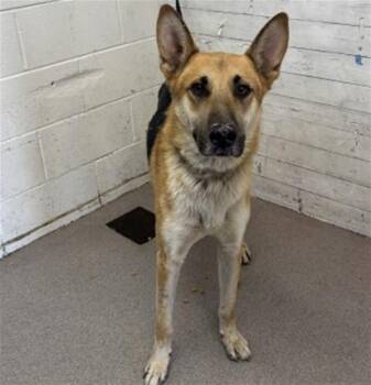 PATRICK -  German Shepherd Dog Dog for Adoption in San Bernardino, California - PATRICK | PetCurious