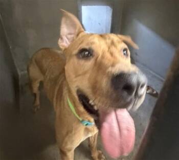 MITCH -  Pit Bull Terrier and German Shepherd Dog Dog for Adoption in San Bernardino, California - MITCH | PetCurious