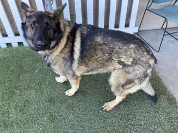 German Shepherd Dog and Mixed Breed Dogs Available for Adoption - MAX | PetCurious