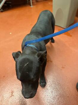King -  Mixed Breed Dog Available for Adoption in Douglasville, Georgia - King | PetCurious