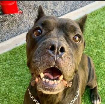 SAVE ME PLEASE ARMA - IDA553520 -  Cane Corso Dog for Adoption in San Marcos, California - SAVE ME PLEASE ARMA - IDA553520 | PetCurious