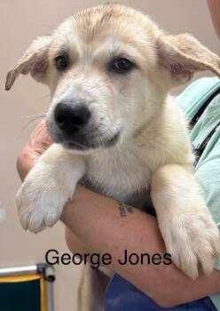 Rescue Great Pyrenees and Anatolian Shepherd Dogs for Adoption in Crandon, Wisconsin - George Jones | PetCurious