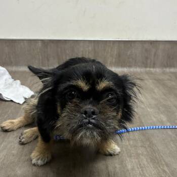 Brussels Griffon Dogs Available for Adoption in Pasadena, California - Smush | PetCurious